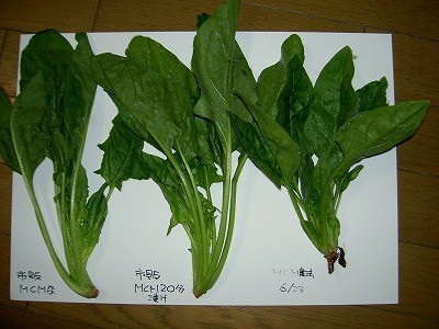 ほうれん草で実験！