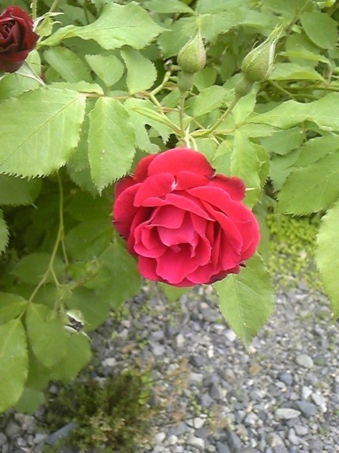 今日も肌寒いなぁ