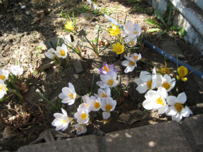 小春日和でクロッカス