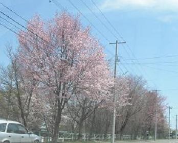 満開桜とうば桜?