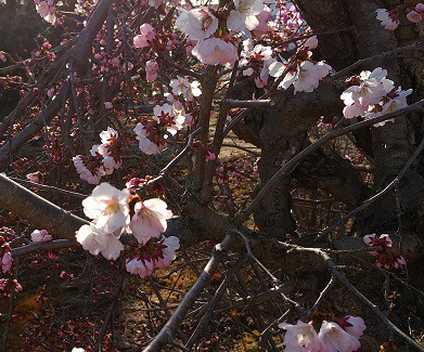 桜、サクラ