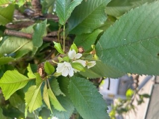 サクランボの花