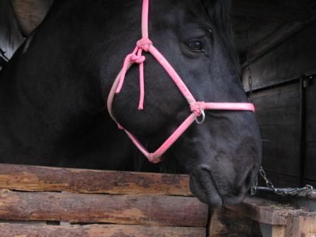やっぱり馬が大好き!