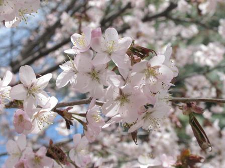桜の季節ですね～
