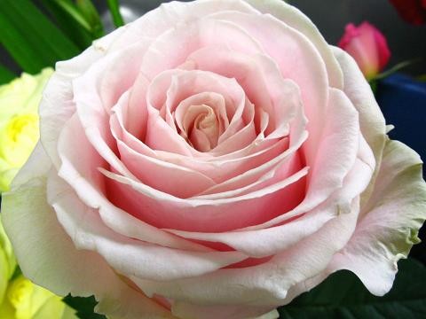素敵な薔薇です