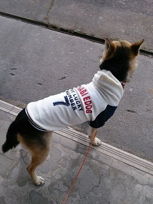 犬を探しております!