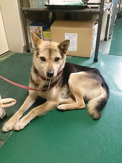 無事に保護できました!!
