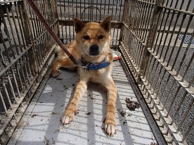 新しい家族のお迎えを待っています(佐賀より、処分対象です)