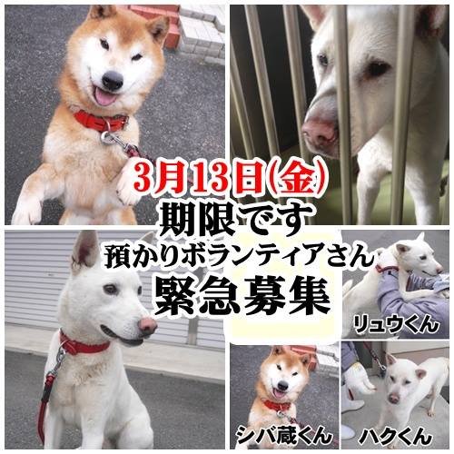 岡山では緊急で3頭の子の里親を募集しています!