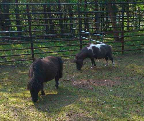 ひとり動物園。