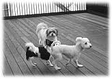 『災害に備えて、そして災害時のペットの飼い方について』