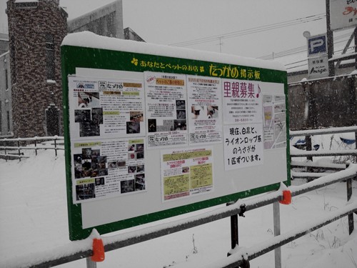 雪の中に佇む♪・・・・・その名は『たっかめ掲示板』♪