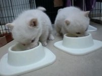 <ペットフード>米国で食べて死ぬ犬や猫。