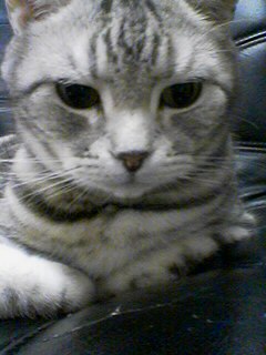 うちの招き猫 きっき