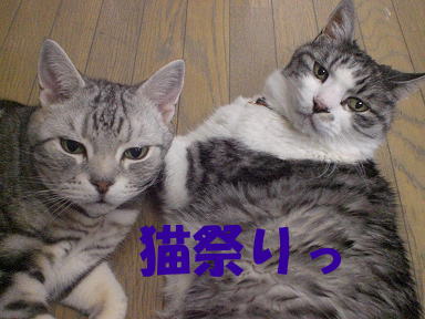 猫祭り 第一弾開催♪
