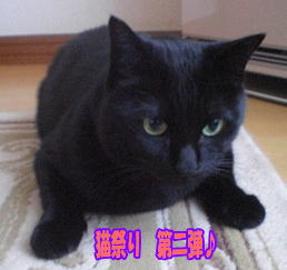 猫祭り 第二弾