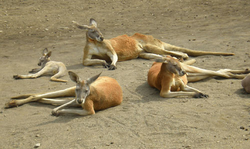 花粉症がつらいです