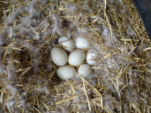 カナダガン生まれました