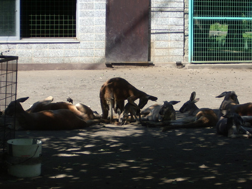 カンガルーの香り