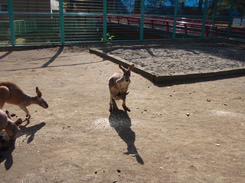 カンガルーポケット