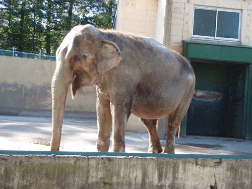 いざ、ゾウ会議へ