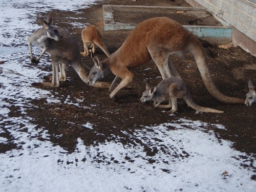山スキーの季節ですね