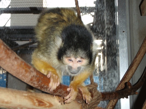 最近降ってきます