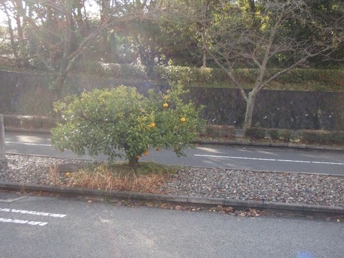 祭りは松山荒神輿