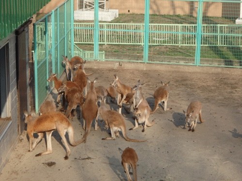 こんな時代だからこそあえて鳥インフルエンザ