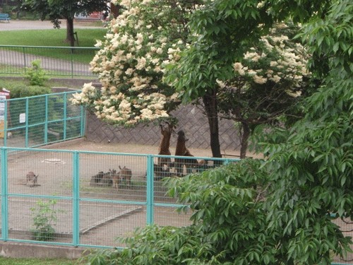 カンガルーの木伝説