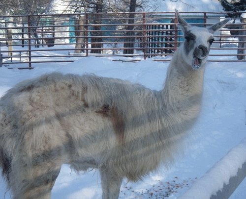 1月13日の予定表