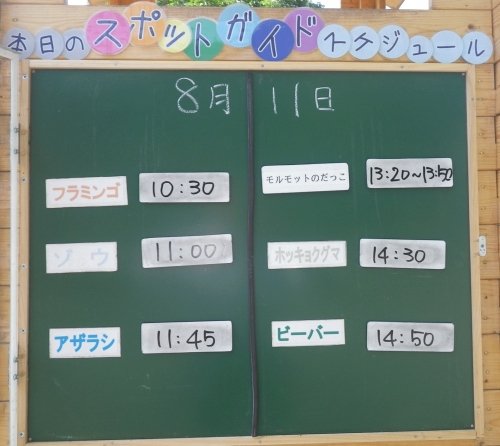 8月11日のスポットガイド