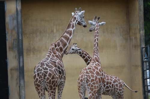 8月13日のスポットガイド