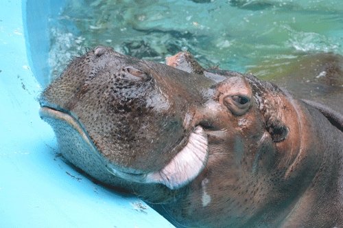 2月1日のスポットガイド(ダイの誕生会を行います)