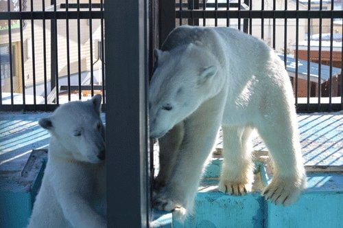2月11日のスポットガイド（今日は開園日です）