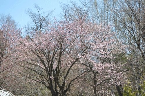 4月29日のスポットガイド