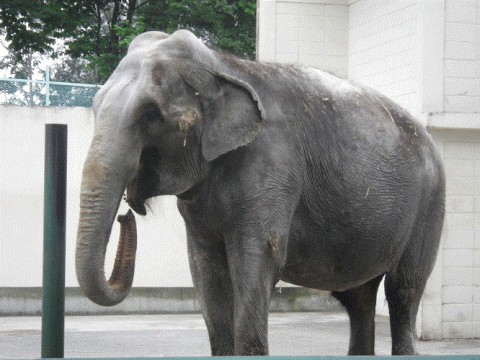 飼育動物の展示中止について(ゾウ・ゴマフアザラシ)