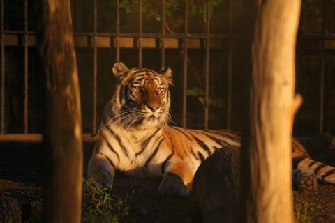 「よるの動物園」　7月31日スポットガイド予定