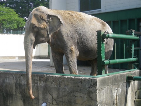 7月30日のスポットガイド(よるの動物園)