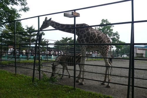 キリンとシマウマ