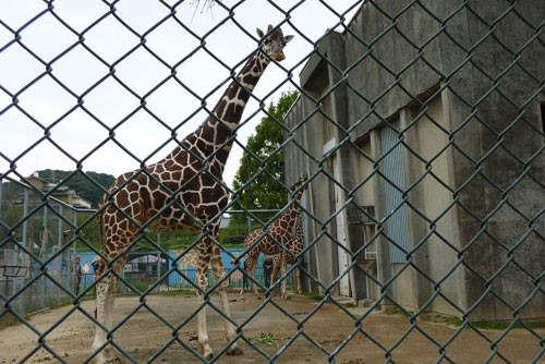 きりん娘 at 京都市動物園