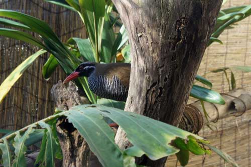 この鳥ご存知ですか？