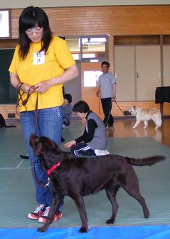 優良家庭犬認定試験後の講習で