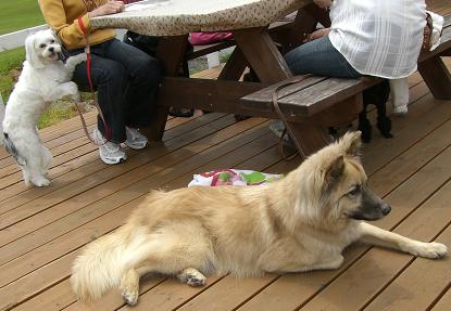 カントリーパパで犬連れランチ！！