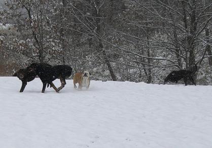 雪の中