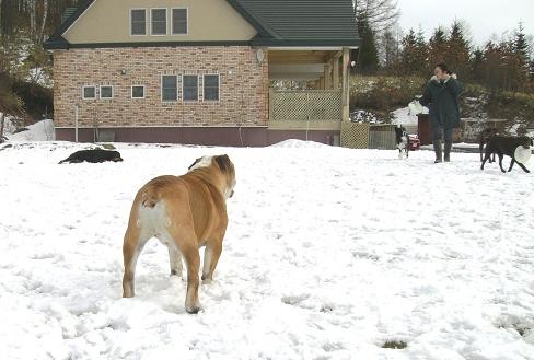 雪が降らなくて～