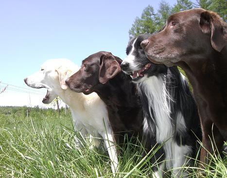 優良家庭犬認定試験　BBとペップ