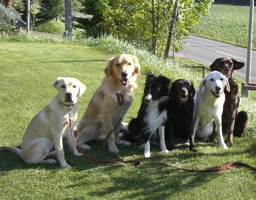 犬との生活をハッピーに♪