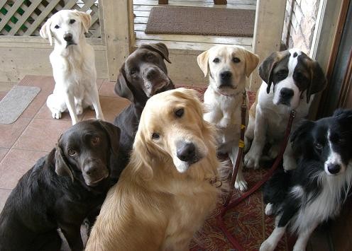 犬同士仲良し＾＾!!パチリ