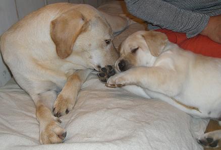 盲導犬の候補生スクスク育ってます♪